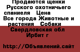 Продаются щенки Русского охотничьего спаниеля › Цена ­ 25 000 - Все города Животные и растения » Собаки   . Свердловская обл.,Ирбит г.